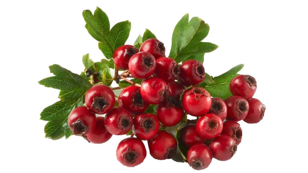 Hawthorn a Tonerinnél